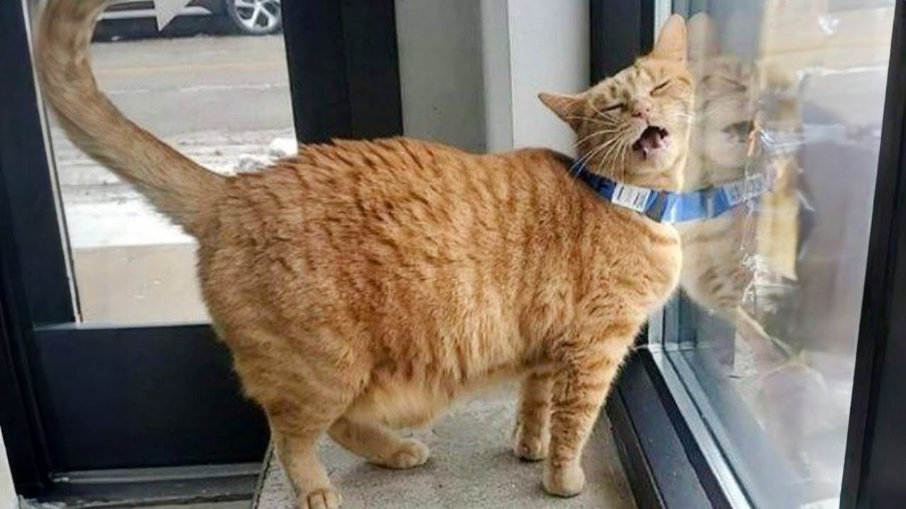 Try not to laugh at these Funny CATS and KITTENS 2024 (Part 3)