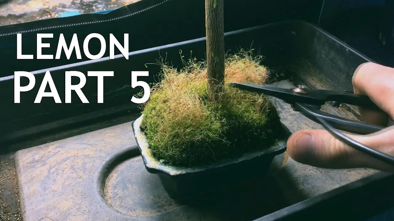 Lemon Bonsai, from seed. 5