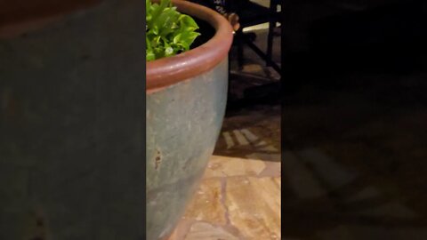 Unvaccinated Pigeon Gets To Go Into Waikiki Restaurant. Unvaccinated People Must Stay Out