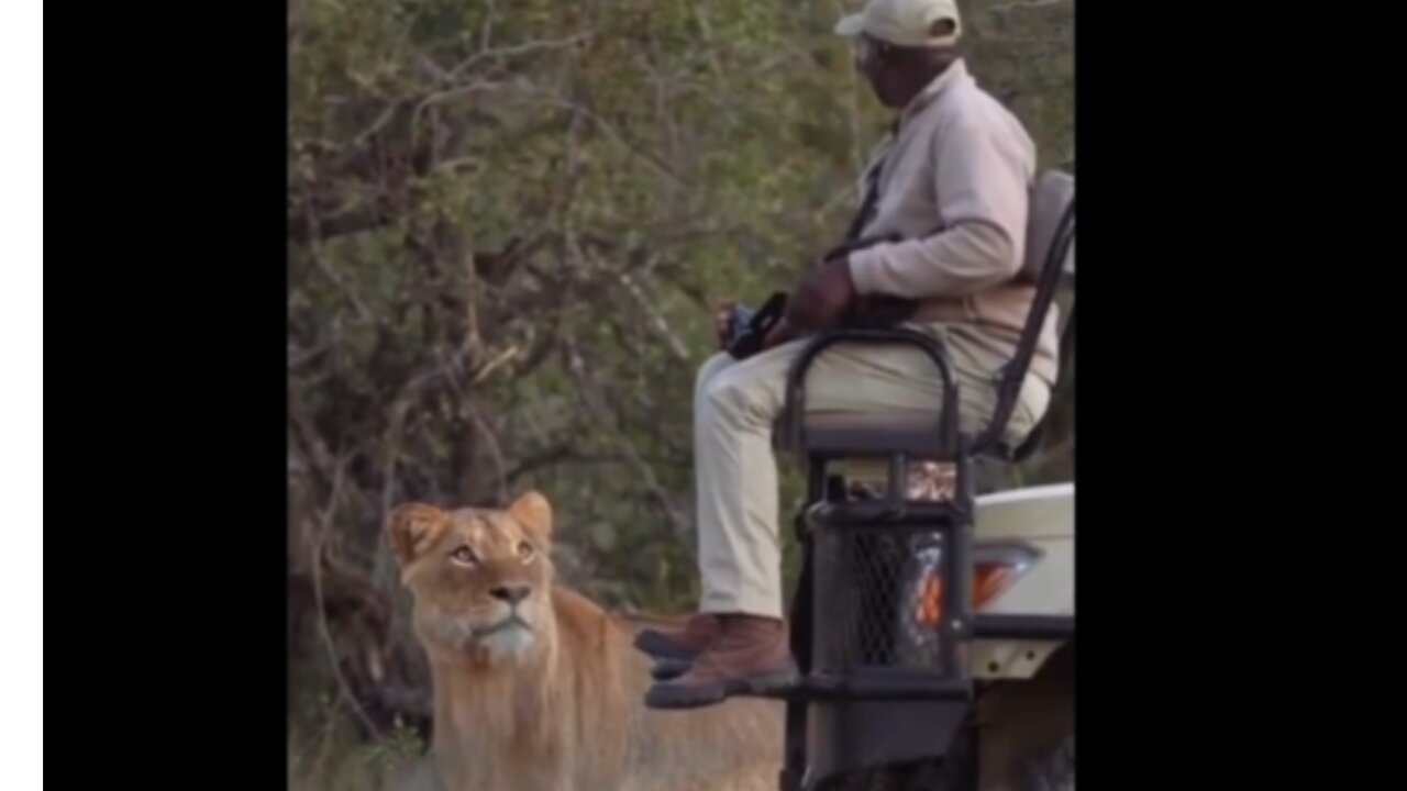 Lion comes to investigate