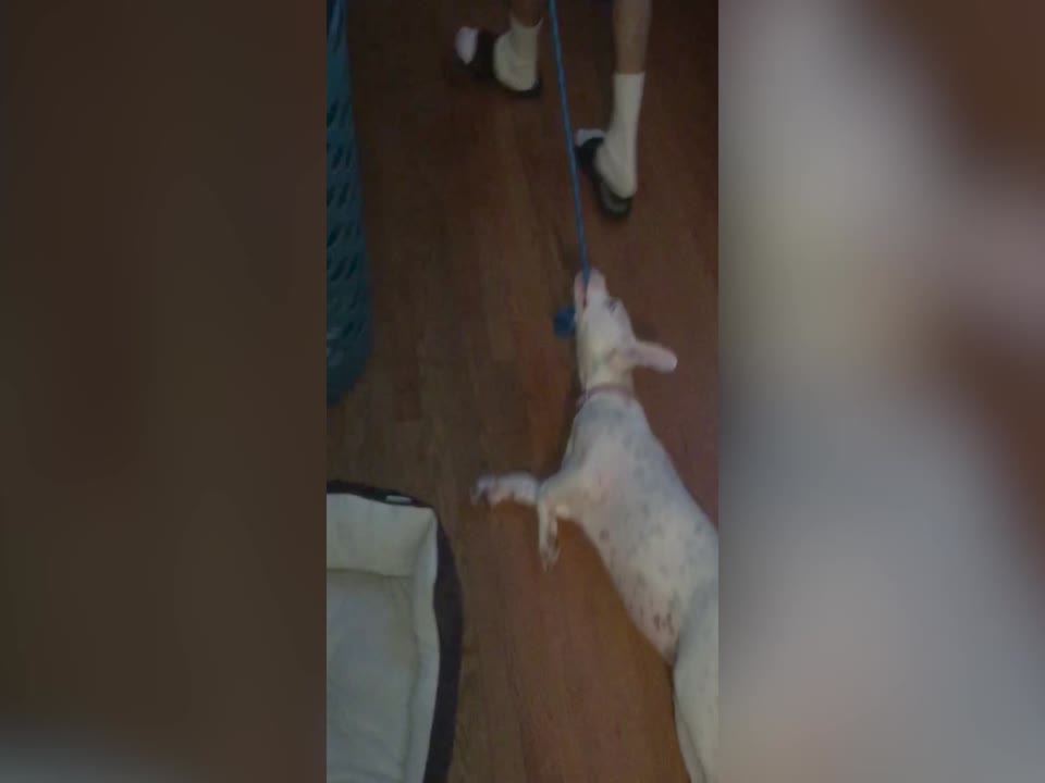 Dog LOVES Sliding on the Floor!