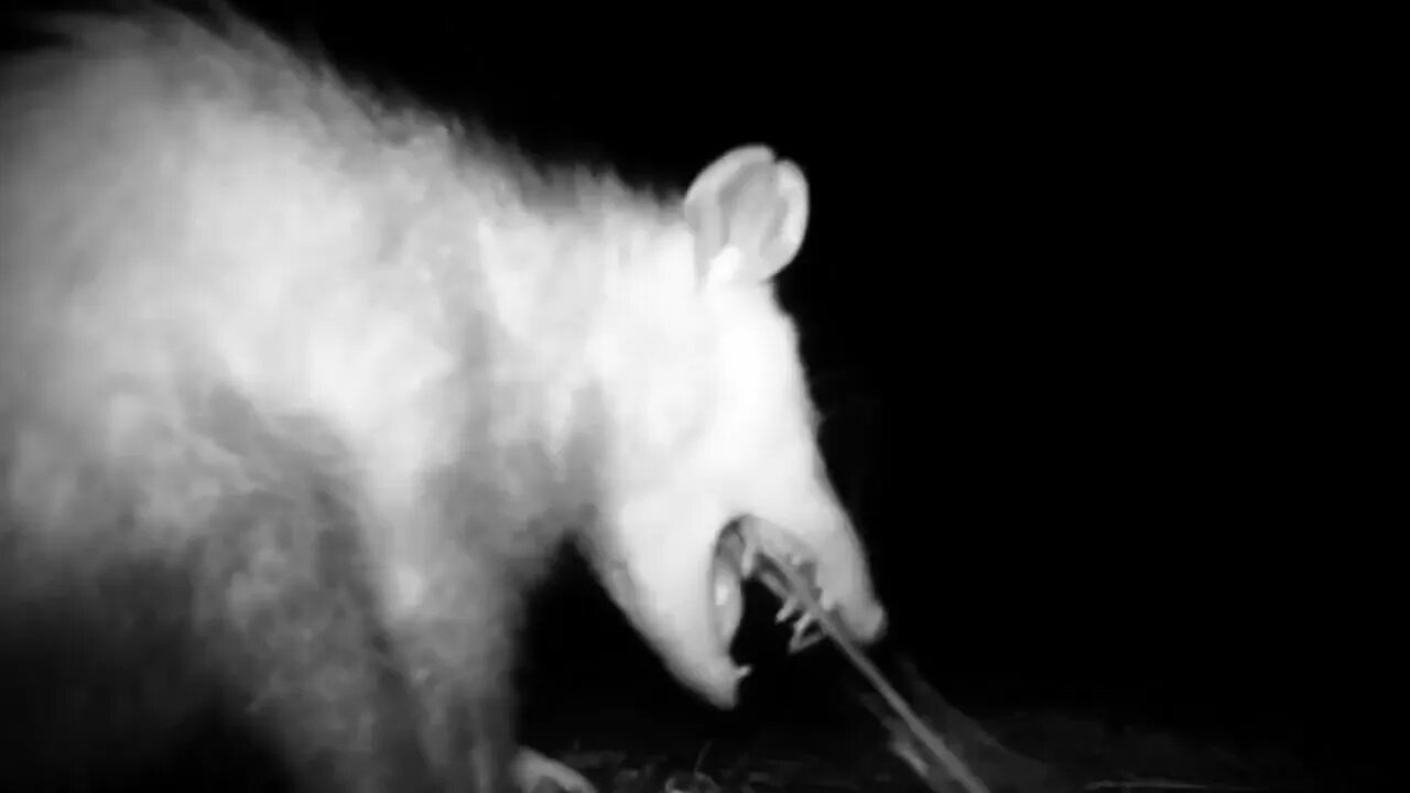 Opossum chomping on fish bones