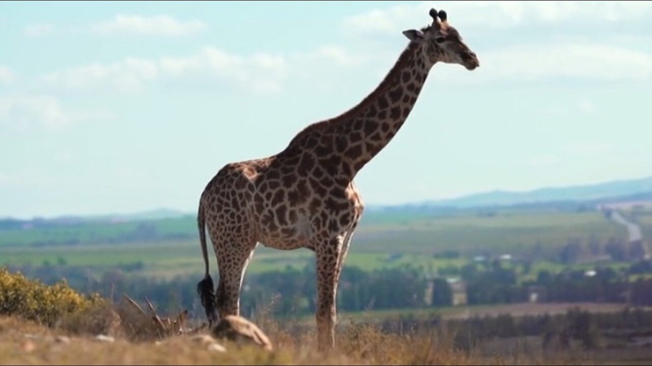 "Giraffes: The Tallest Creatures on Earth"