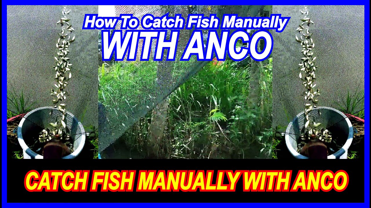 How to catch fish manually with anco