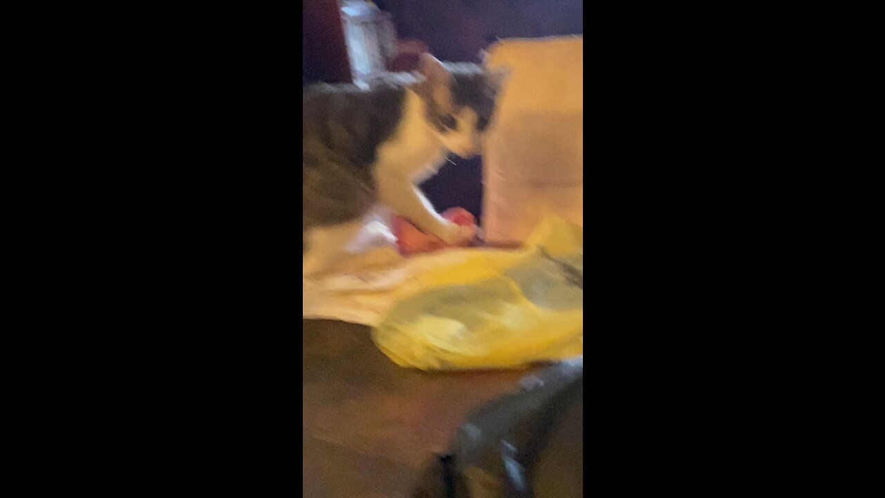 Cute kitty playing