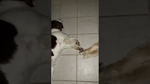 Sleeping Puppy Gauntlet Run