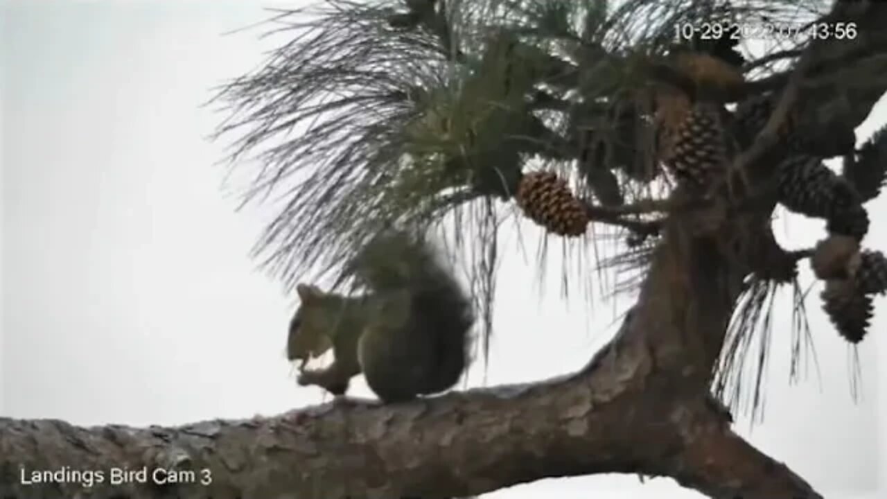 A Squirrel Breakfast Close Up 🌲 10/29/22 07:40