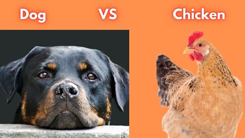 Chicken🐤🐔 VS Dog Fight 🐶🐶🐶