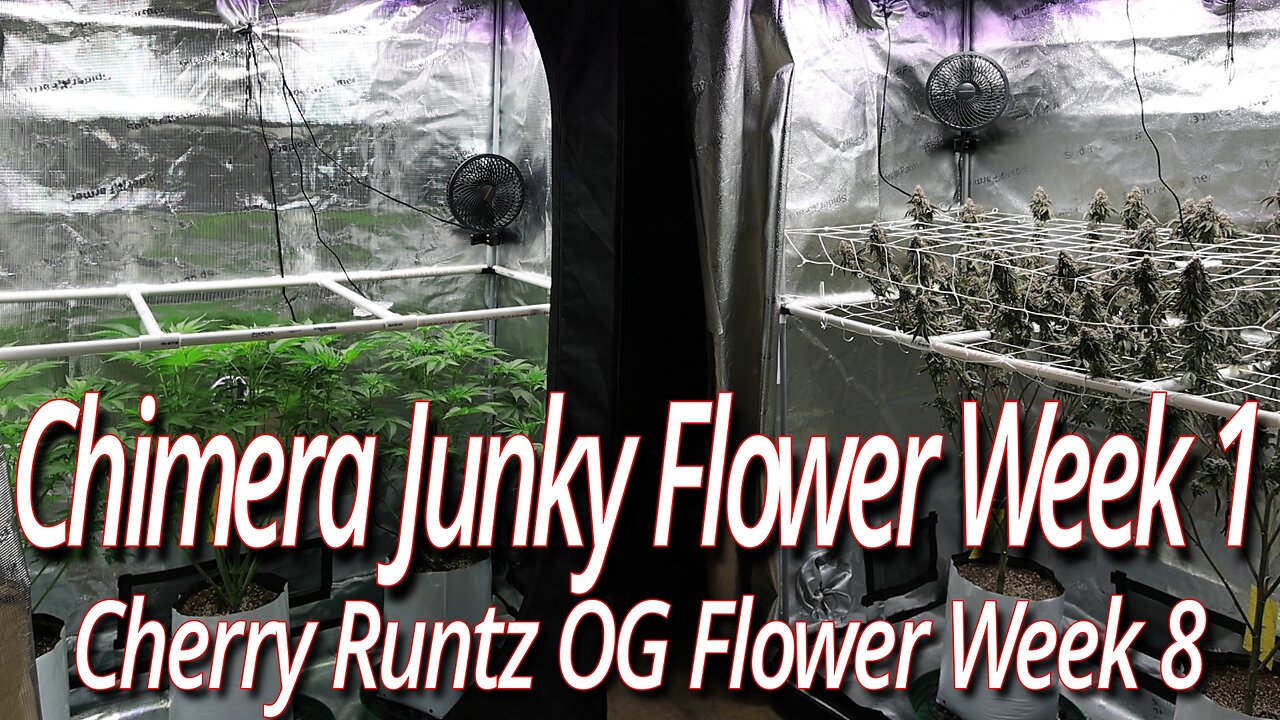 Chimera Junky Starts Flower, Blackdog LED Full Garden Update