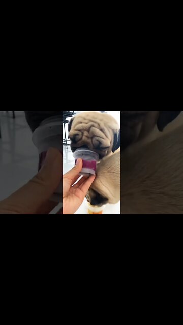 Some people close their eyes when they eat something unbelievably delicious 🥺🥺🥺 #pug #puglover