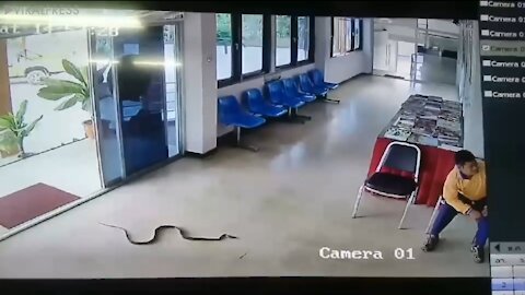 Snake Slithers Into Police Station And Jumps At Man(1080P_HD).mp4