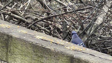 Blue Jays are back