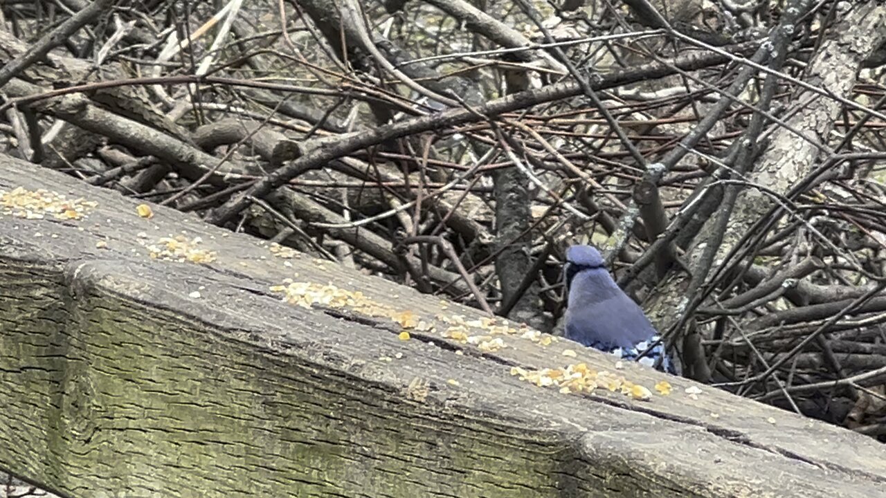 Blue Jays are back