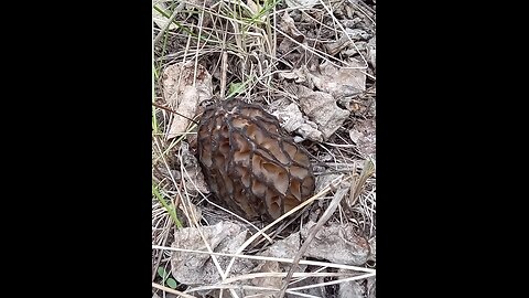 East Kootenay morels