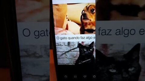 Gato e o cachorro