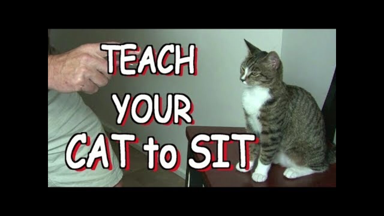 How to teach your cat to SIT