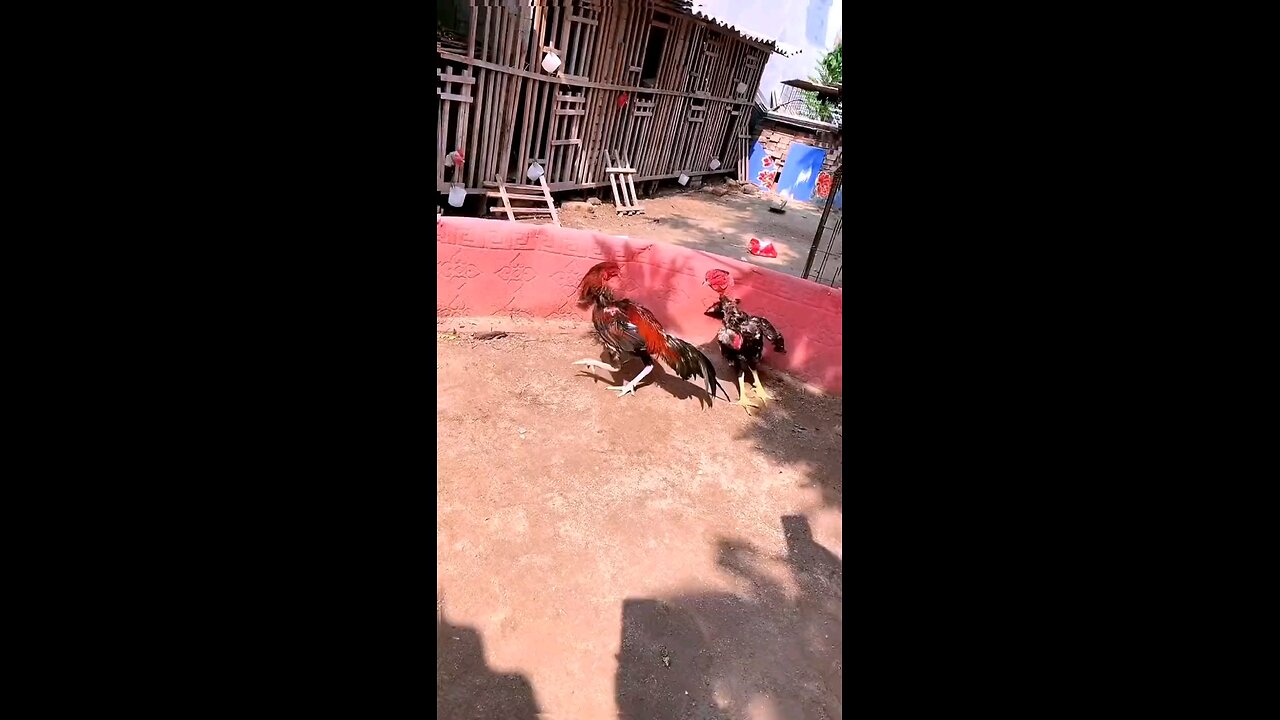 rooster fighting #viral