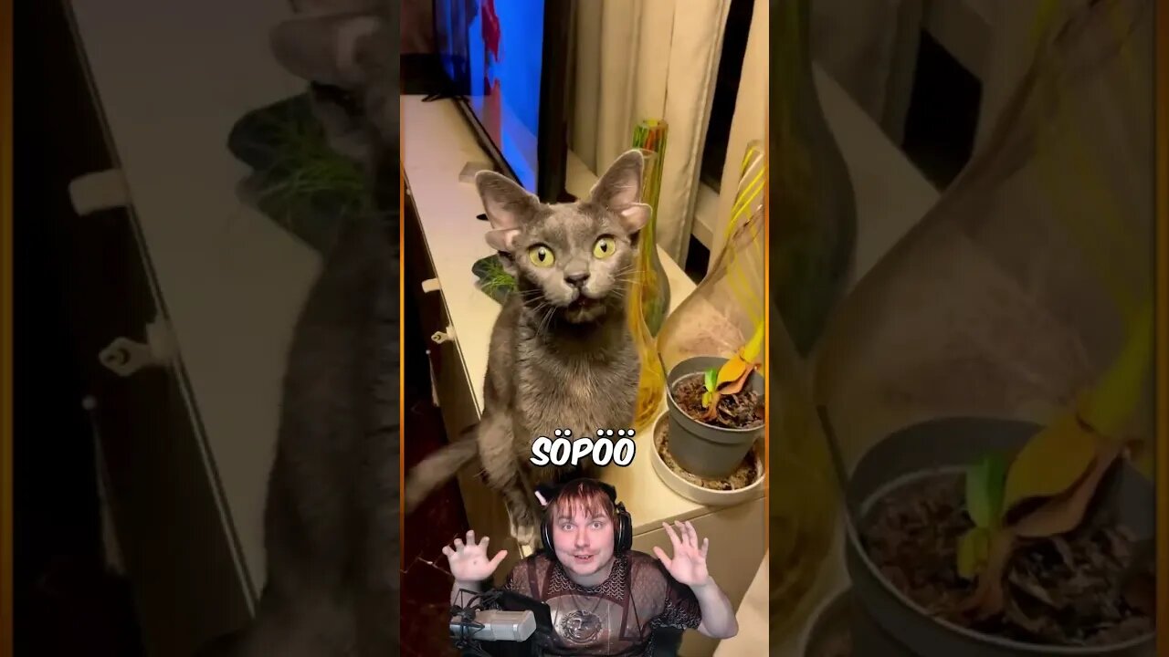 Kissa jolla on neljä korvaa on aivan super söpö #shorts