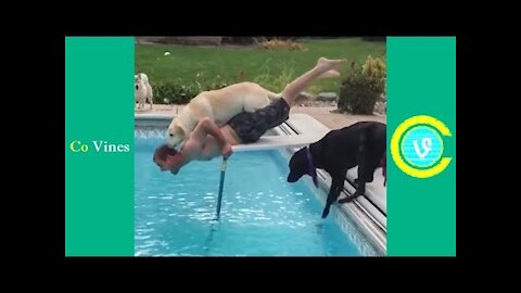 Humorous Animals Videos Ever 🐹 Funny Animals Compilation