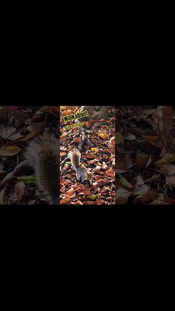Walkabout🐿 #walkabout #nature #naturelovers #squirrel #naturespirit #walkingaround #outdoors #walk