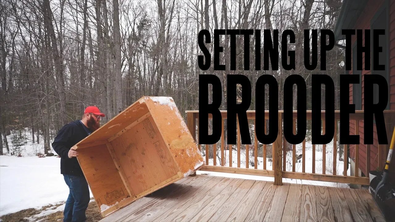 We Were Late! - Setting Up The Brooder For Chicks