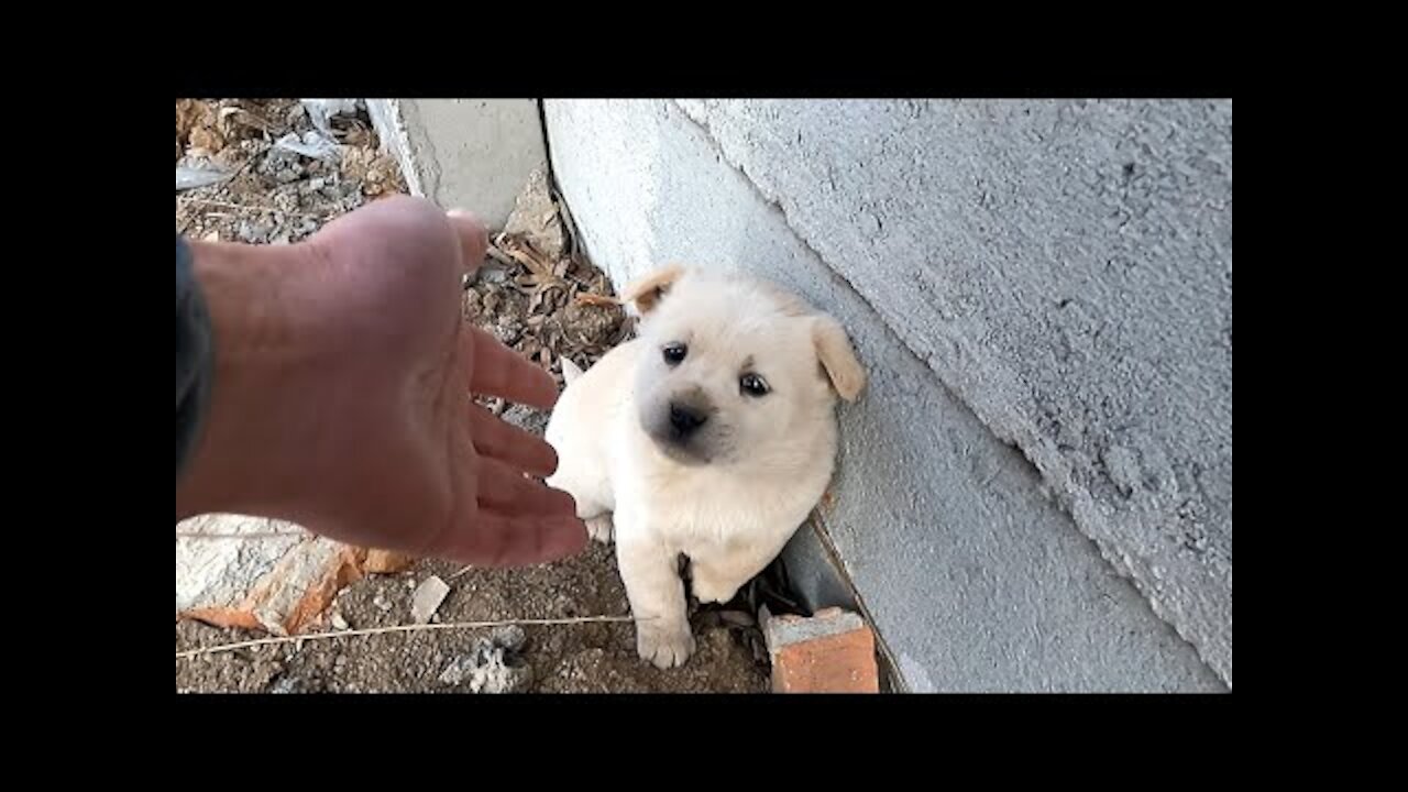 Hardy's story - Wolf howling stray puppy looking for mom was rescued from garbage dump