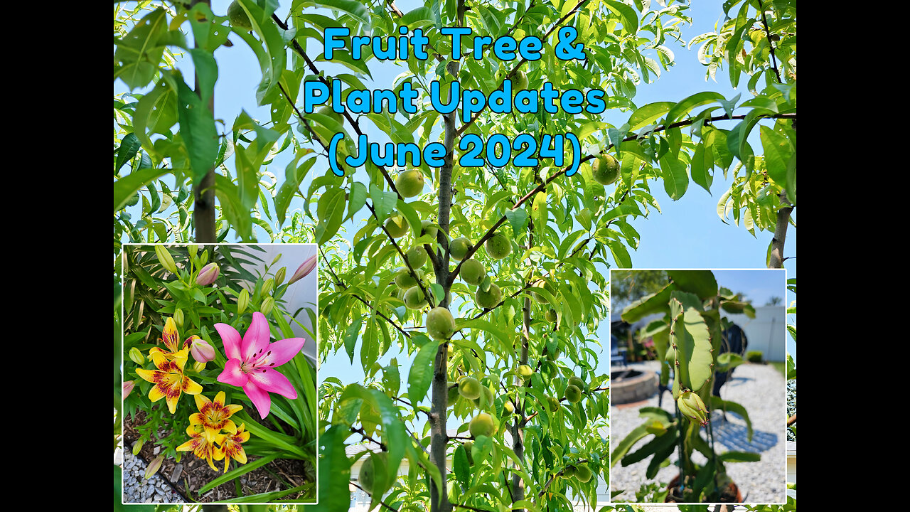 Fruit Tree & Plant Updates 2 (June 2024)