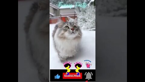 funny videos of funny animals #shorts