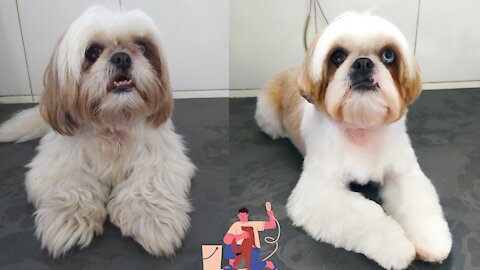 Pet transformation - before and after bathing and grooming