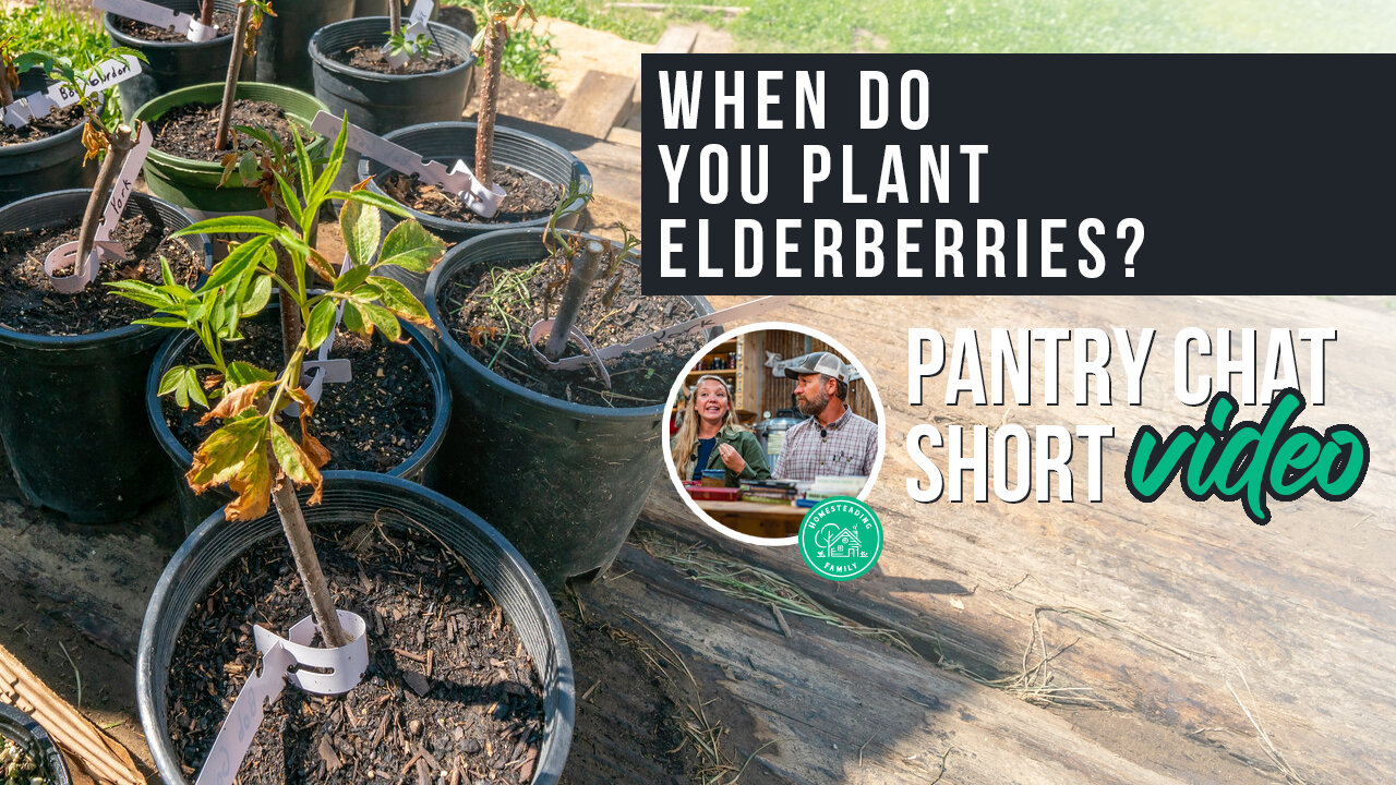 When Do You Plant Elderberries? | Pantry Chat Podcast Short