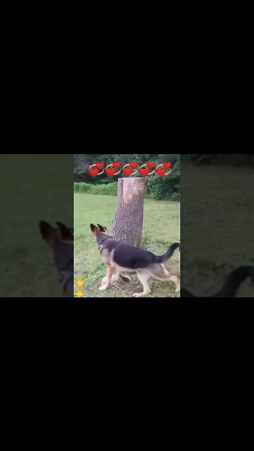 wildlife #shorts #short