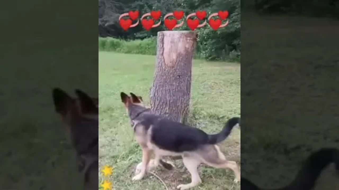 wildlife #shorts #short