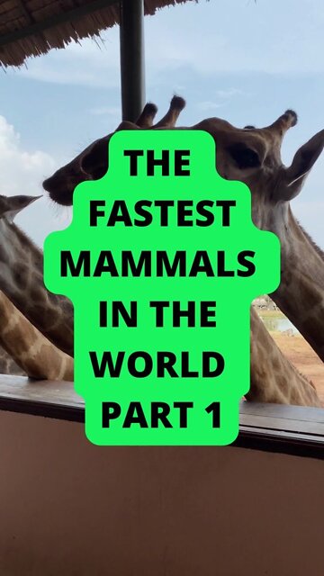 PART1: The Fastest Mammals in the World