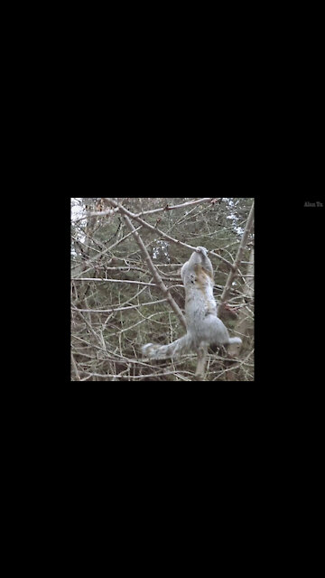 Squirrel Almost Falling Recovery