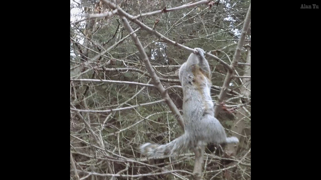 Squirrel Almost Falling Recovery