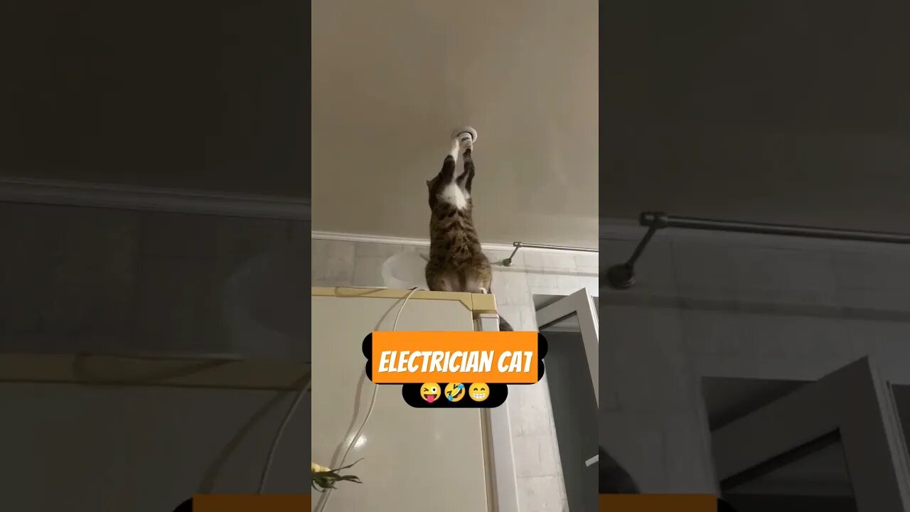 Electrician Cat 😂 #sulemansaeedvlogs #youtube #lahore #vlogs