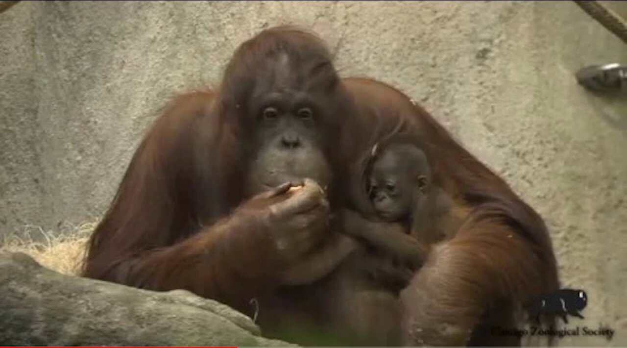 At Chicago Brookfield zoo, a baby orangutan made her first public appearance