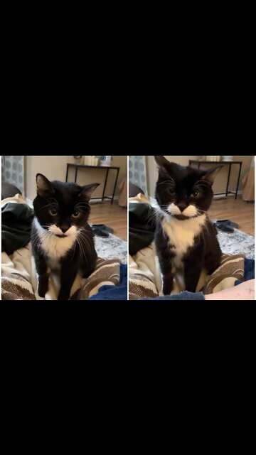 Beautiful cat play with her owner and sing in a beautiful voice