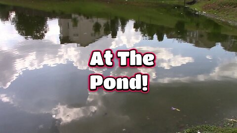 Around The Pond! 🦟