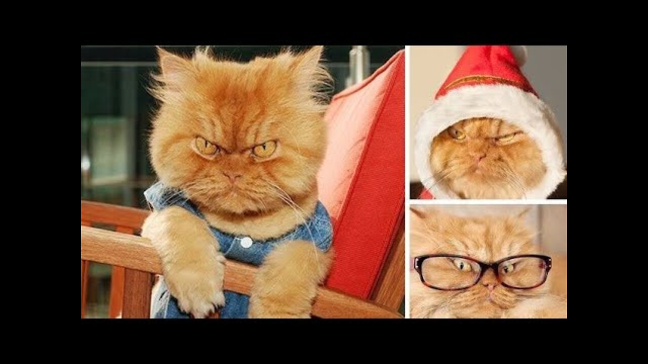 cat are so funny you will die from laughing!!!