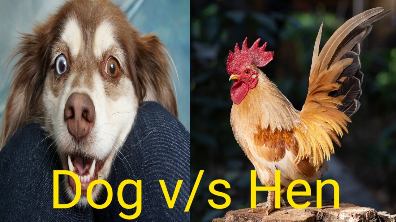 Dog VS Hen Fight 2021// Funny dog Fight Videos