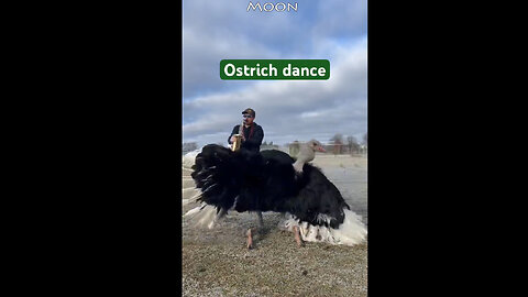 Ostrich dancing #ostrich #dance #animals #funny #music #song #party #viralshorts #shorts #nature