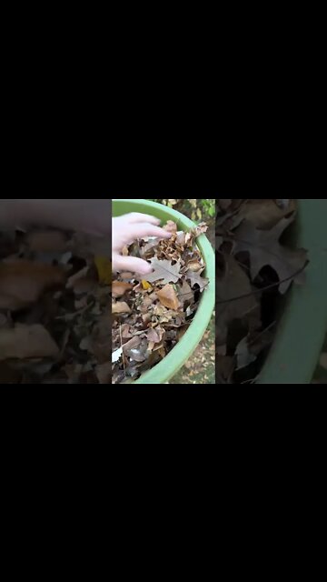 Lead shredder get it - https://amzn.to/3FNPxDB