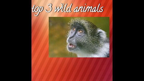 Top 3 wild animals