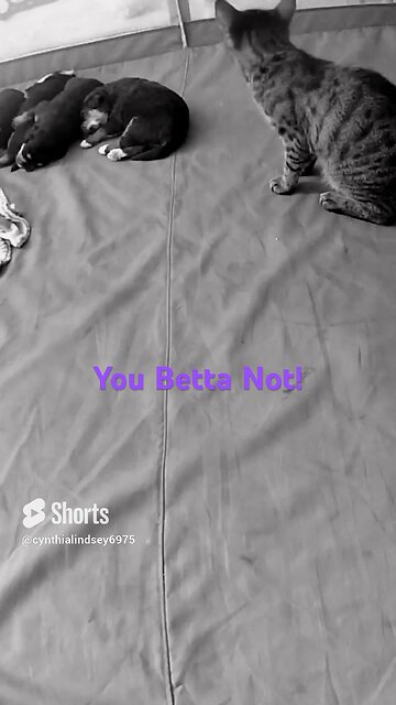 Crazy Cat, Cute Pups