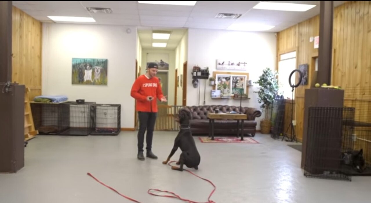 Dog Training with a remote collar