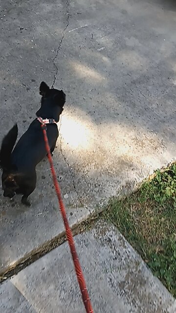 Taking Pepper for a walk!