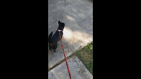Taking Pepper for a walk!