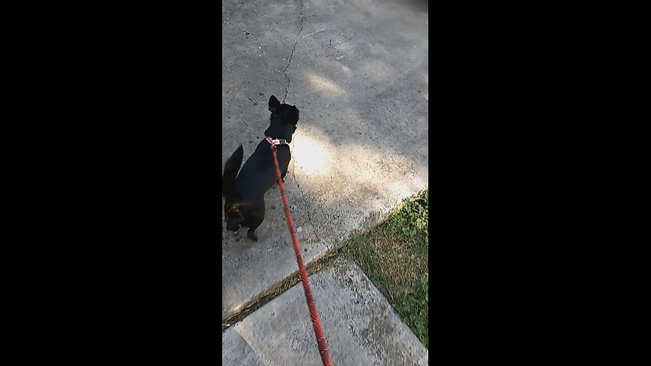 Taking Pepper for a walk!