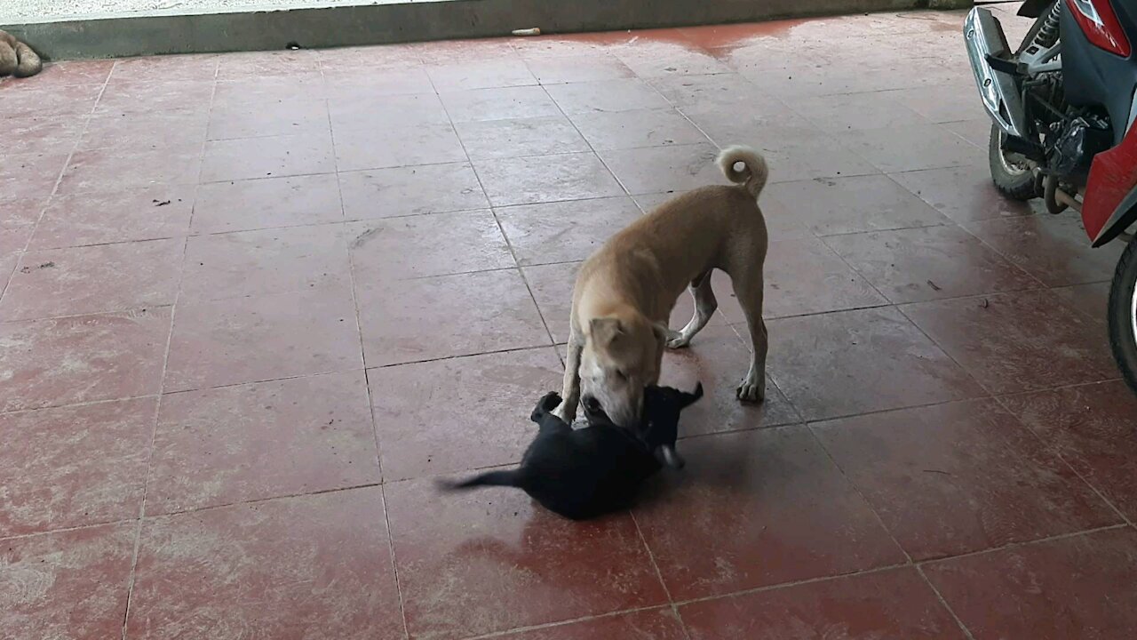 the small black dog, after being saved, mingled with the older dogs.